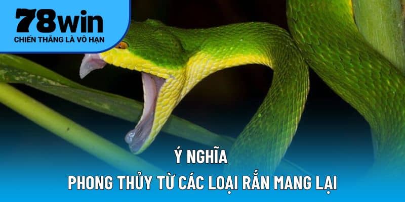 Ý nghĩa phong thủy từ các loại rắn mang lại